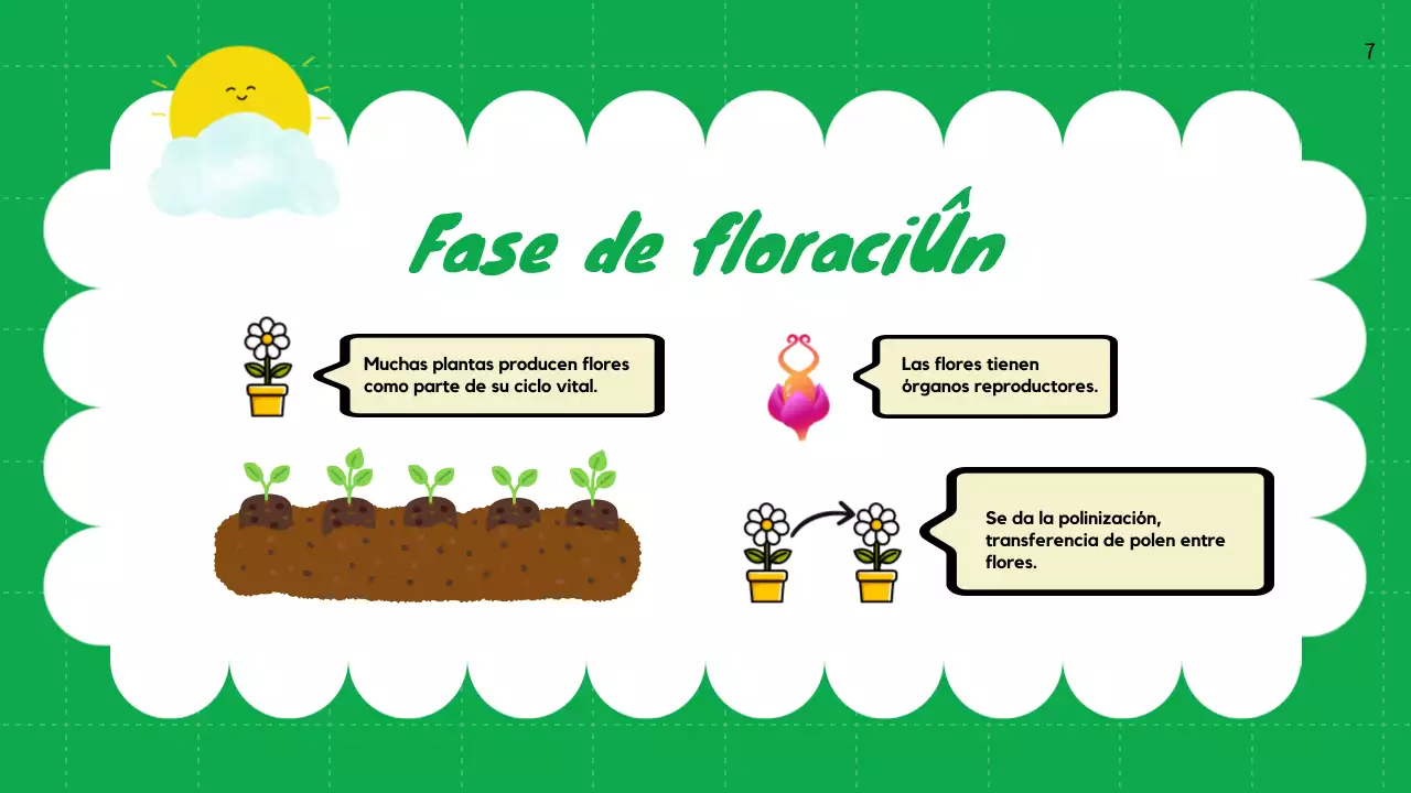 Llanura Verde Ciclos de vida de las plantas Material de clase