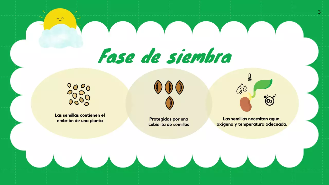 Llanura Verde Ciclos de vida de las plantas Material de clase