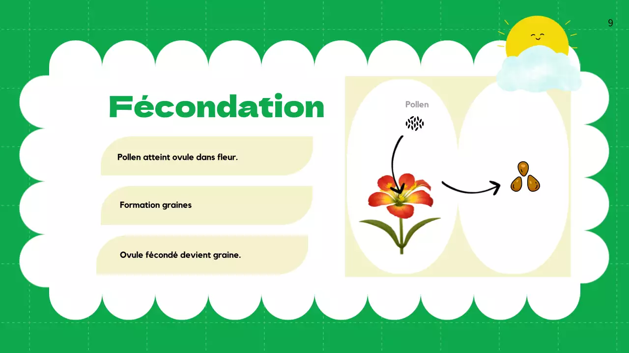 Plaine verte Cycles de vie des plantes Matériel de classe
