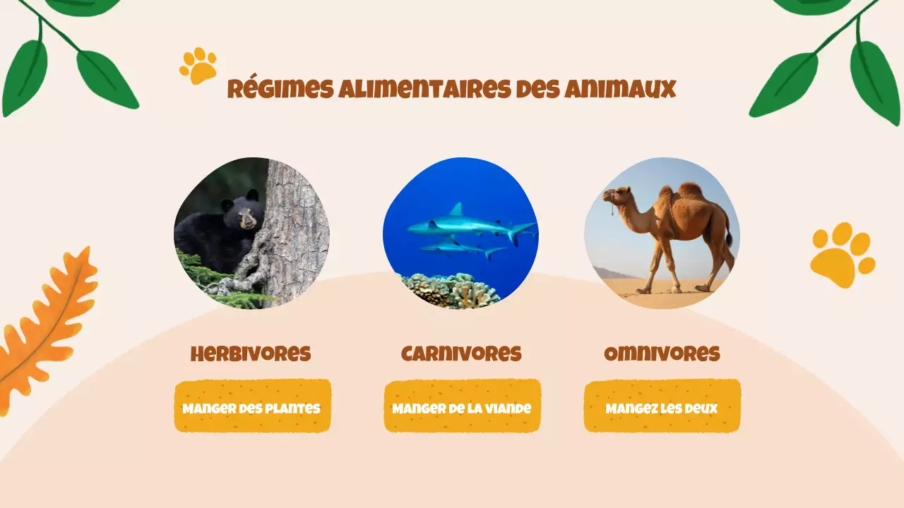 Beige Animation Découverte des animaux Matériel d'étude