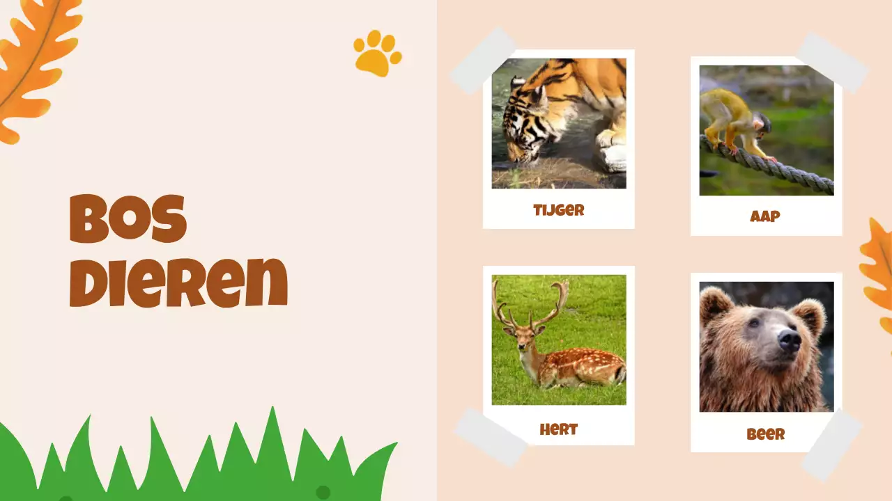 Beige animatie Ontdek dieren studiemateriaal