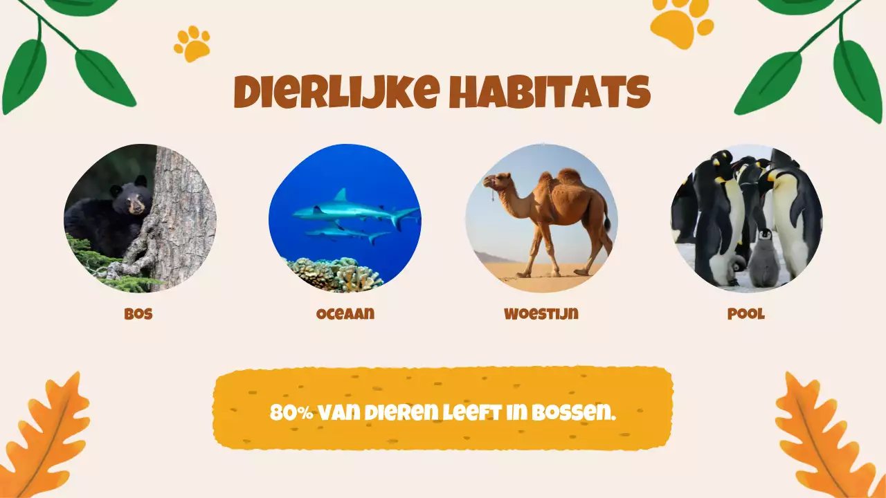 Beige animatie Ontdek dieren studiemateriaal