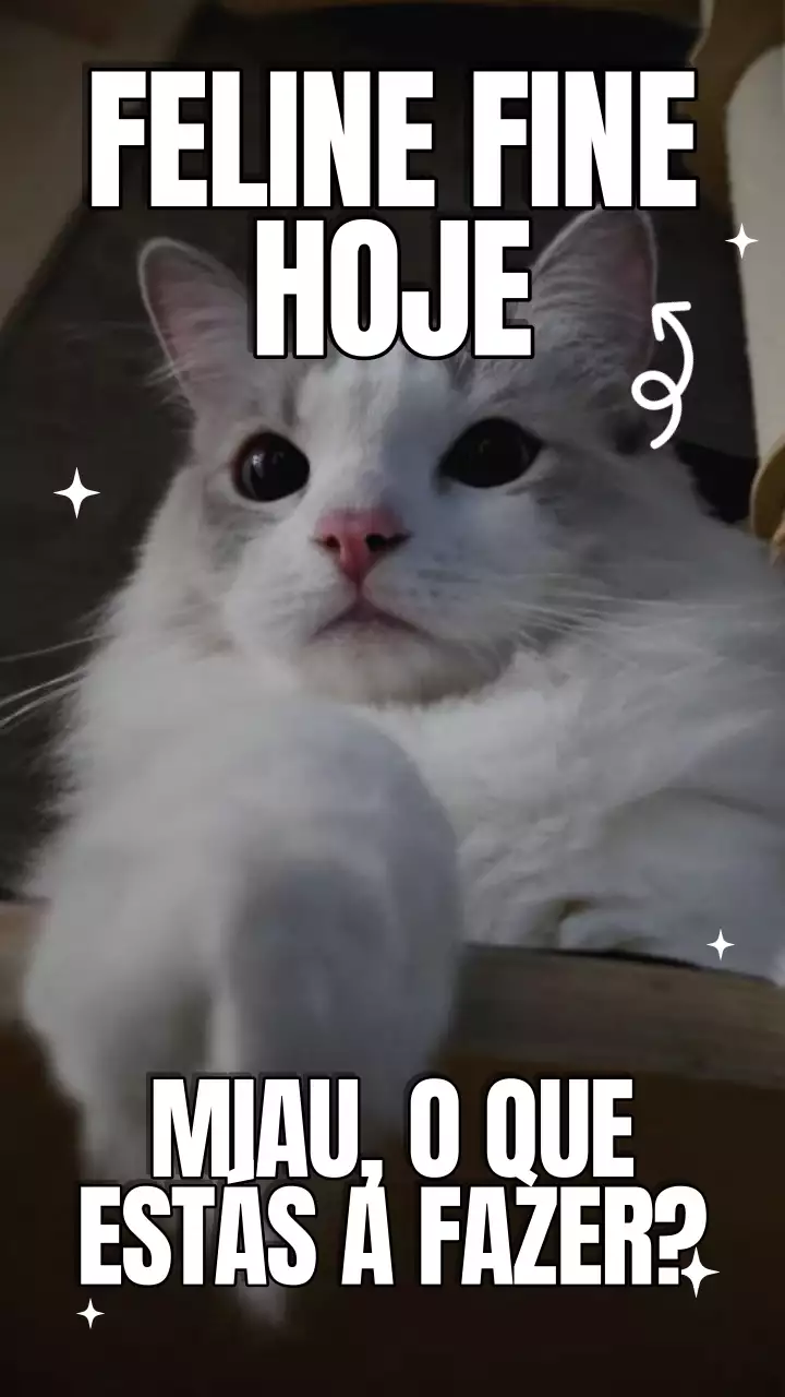 Vídeo do Meme do Dia Internacional do Gato Amarelo e Azul