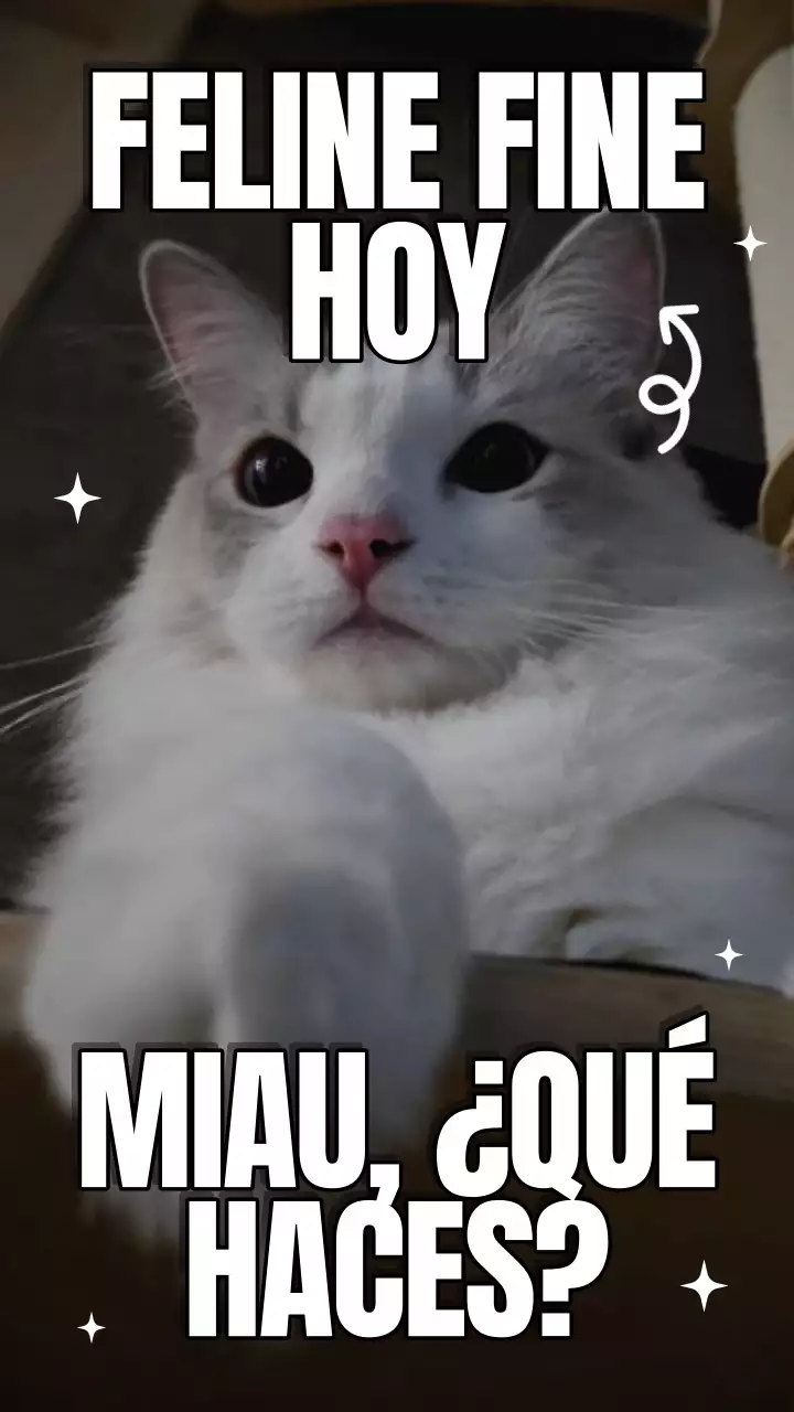 Vídeo del Día Internacional del Gato en amarillo y azul