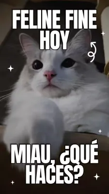 Vídeo del Día Internacional del Gato en amarillo y azul