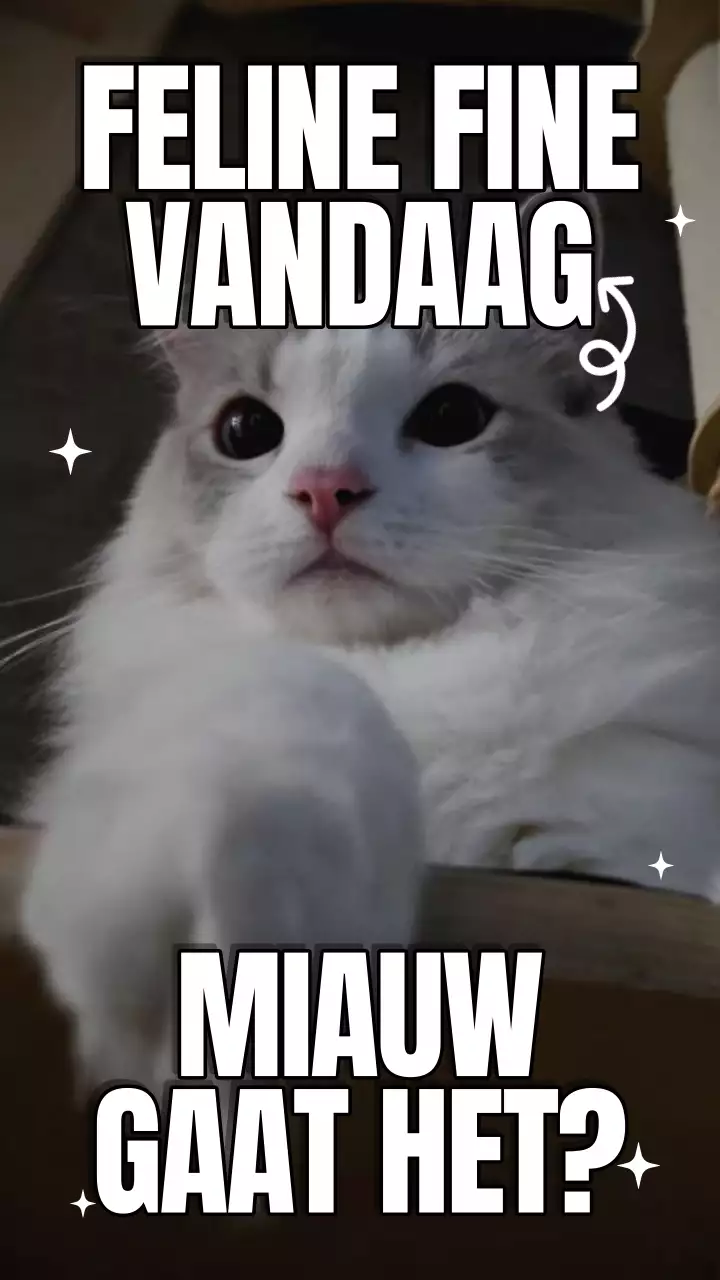 Geel en blauw gedurfde internationale kattendag meme video