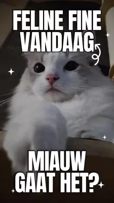 Geel en blauw gedurfde internationale kattendag meme video