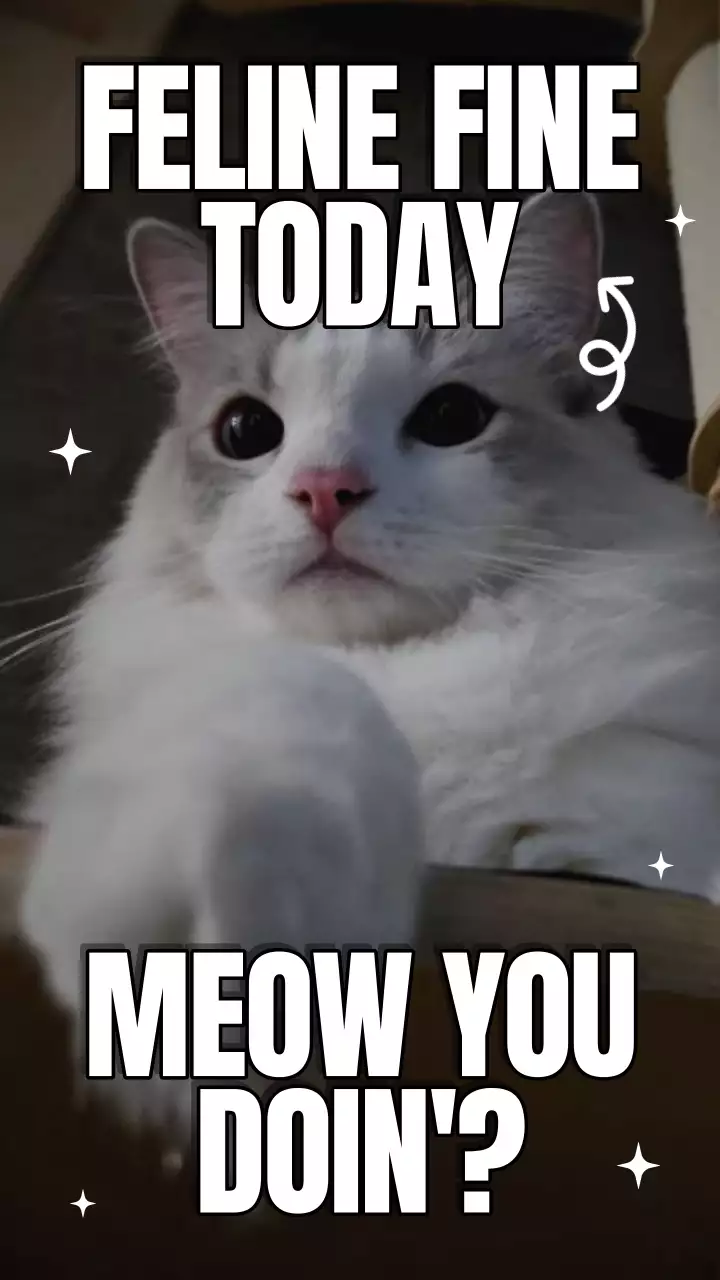 Gelbes und blaues fettes Internationales Katzen-Tag-Meme-Video