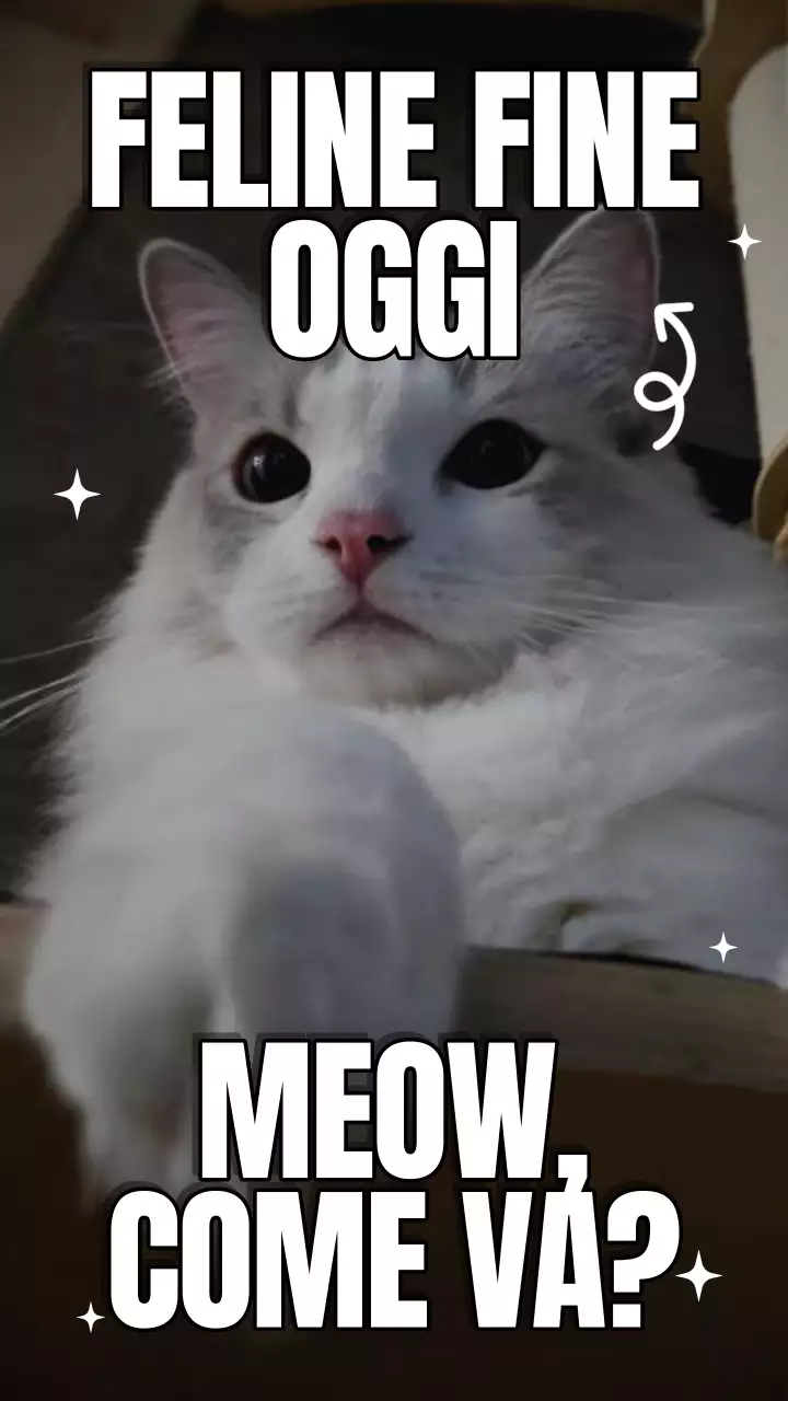 Video meme sulla Giornata internazionale del gatto giallo e blu in grassetto