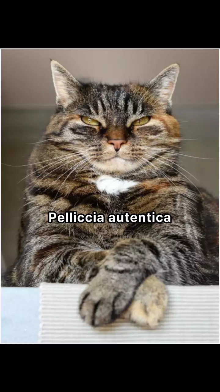 Nero Divertente Giornata internazionale del gatto