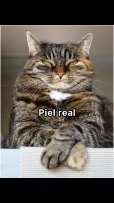 Black Funny Friendly Día Internacional del Gato