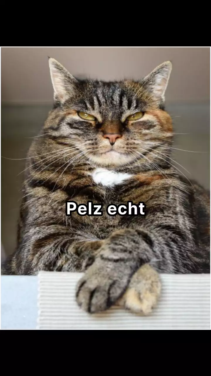 Schwarz Lustig Freundlich Internationaler Katzentag