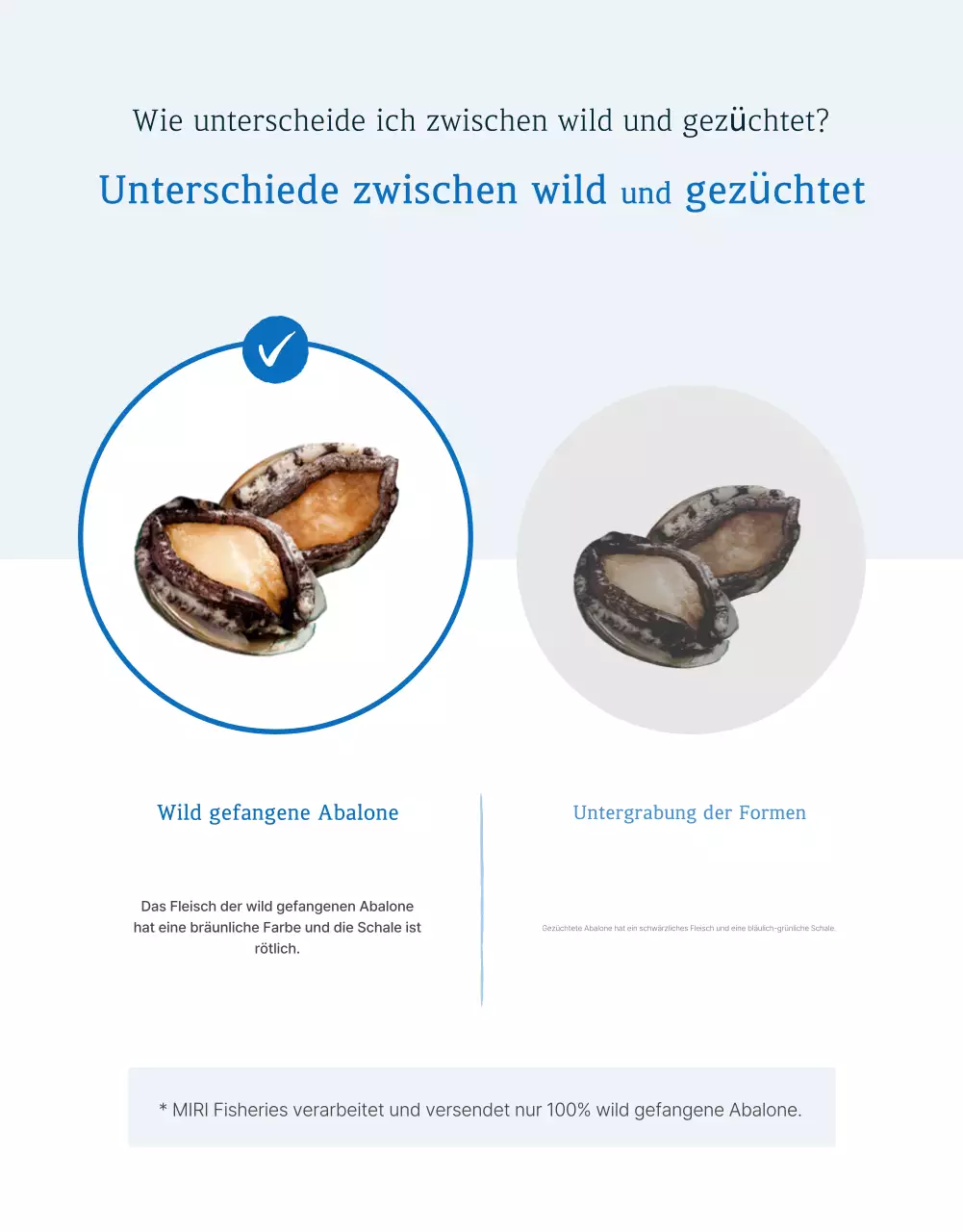 Förderung des Verkaufs der traditionellen blauen und marineblauen Meeresfrüchte Abalone Checkpoints