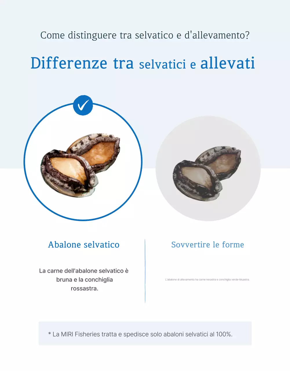 Promuovere la vendita dei tradizionali punti di controllo dell'abalone di mare blu e blu marino