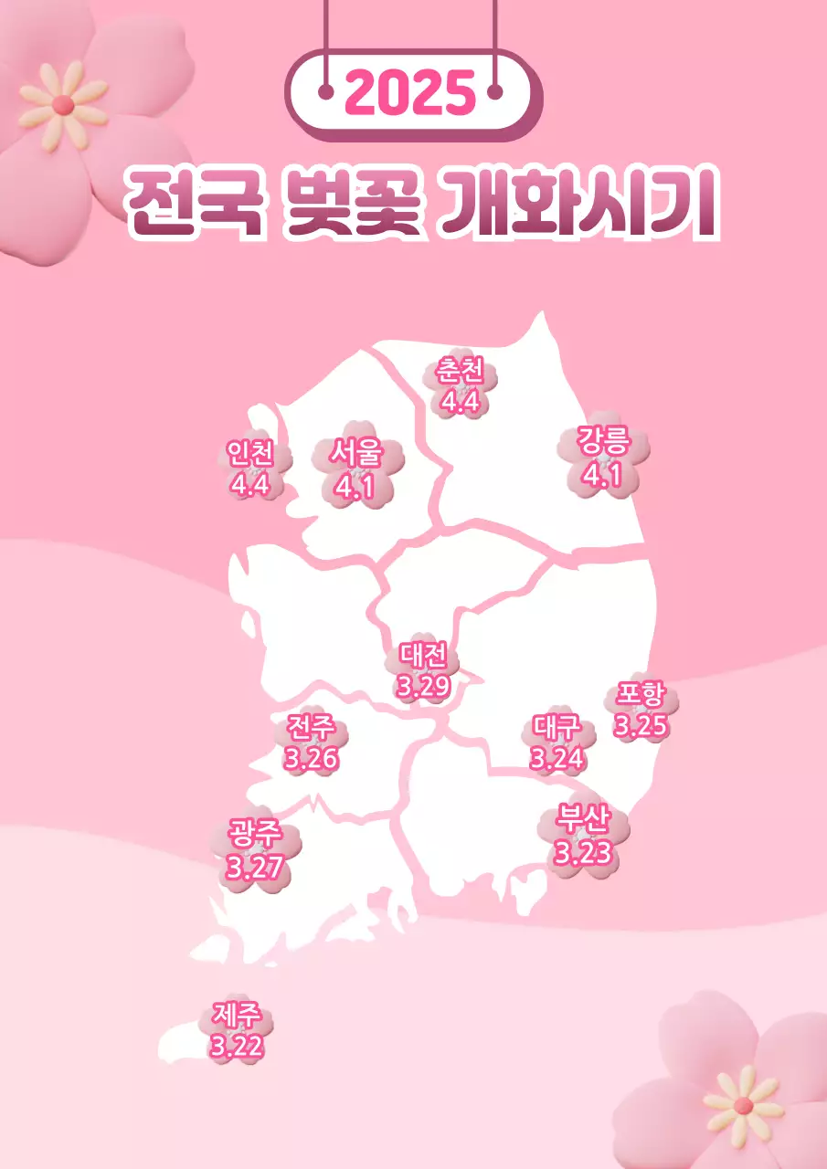 핑크 아기자기한 벚꽃 개화시