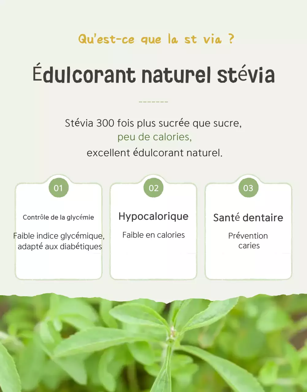 Promouvoir la vente des tomates cerises Ivory et Lotus beautiful