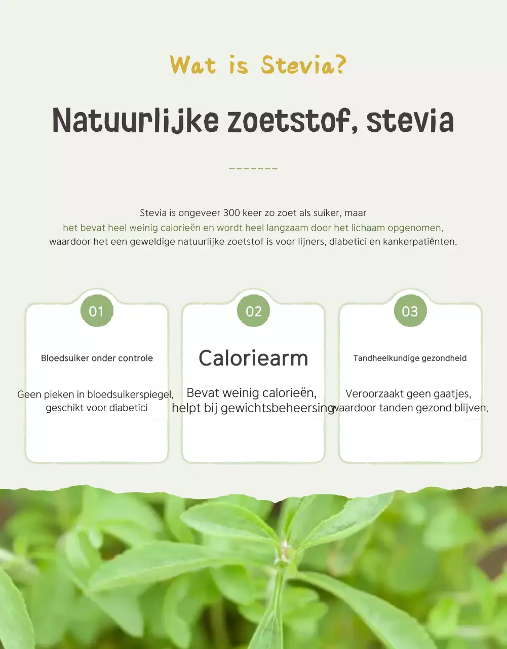 De verkoop van Ivory en Lotus prachtige kerstomaten promoten