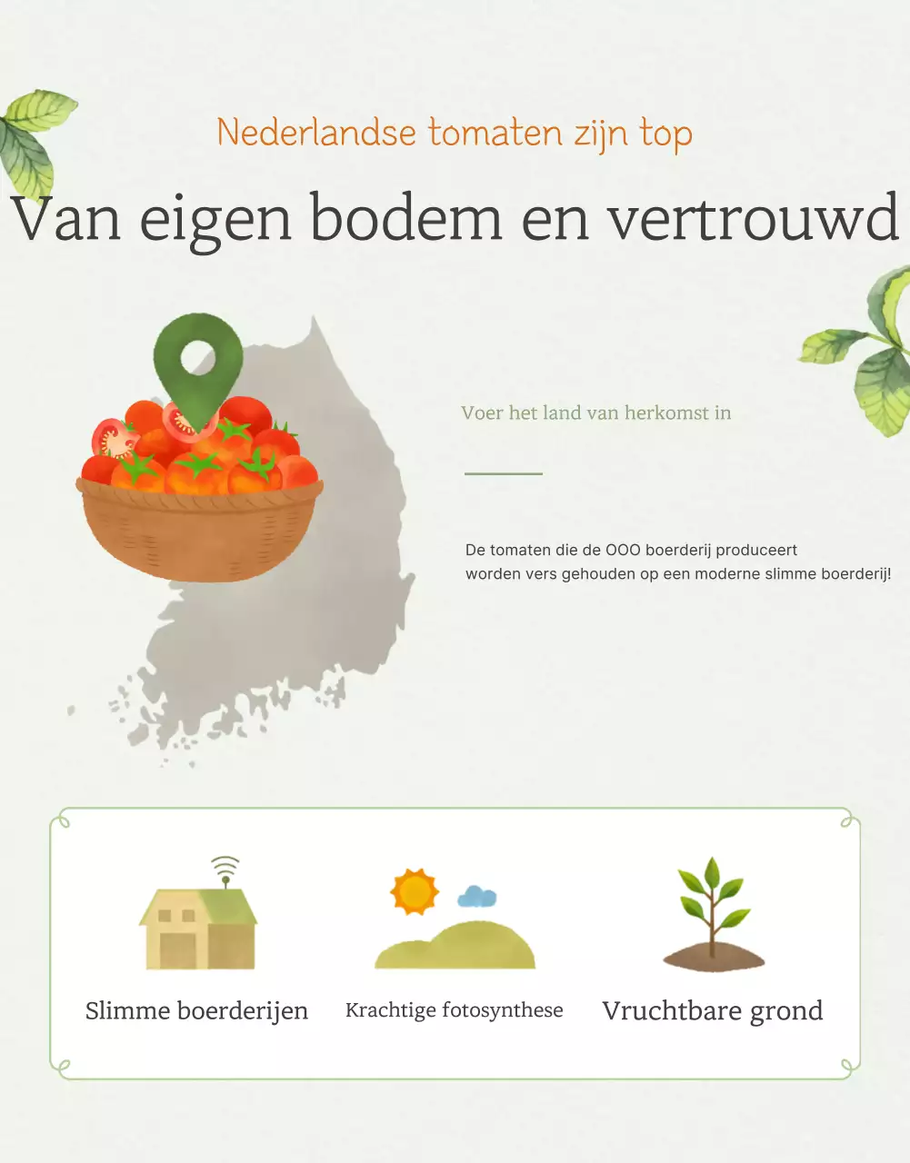 De verkoop van enkelvoudige kerstomaatjes in Ivoor en Lotus bevorderen