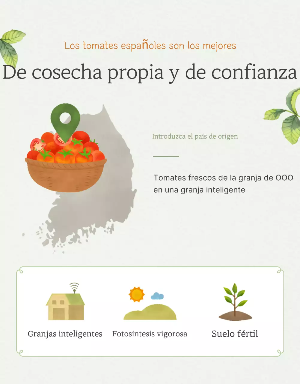 Promoción de la venta de tomates cherry simples en Ivory y Lotus