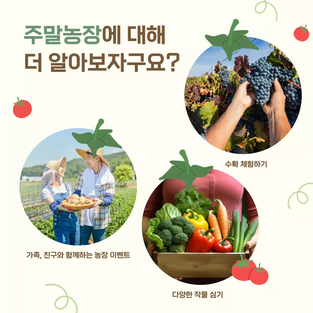 아이보리 심플 농장 모집 안내