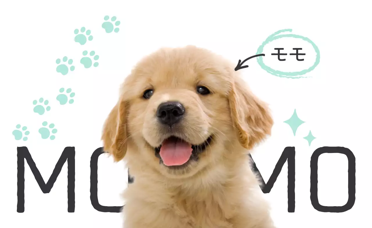 ミント かわいい ペット 名刺 動物の写真