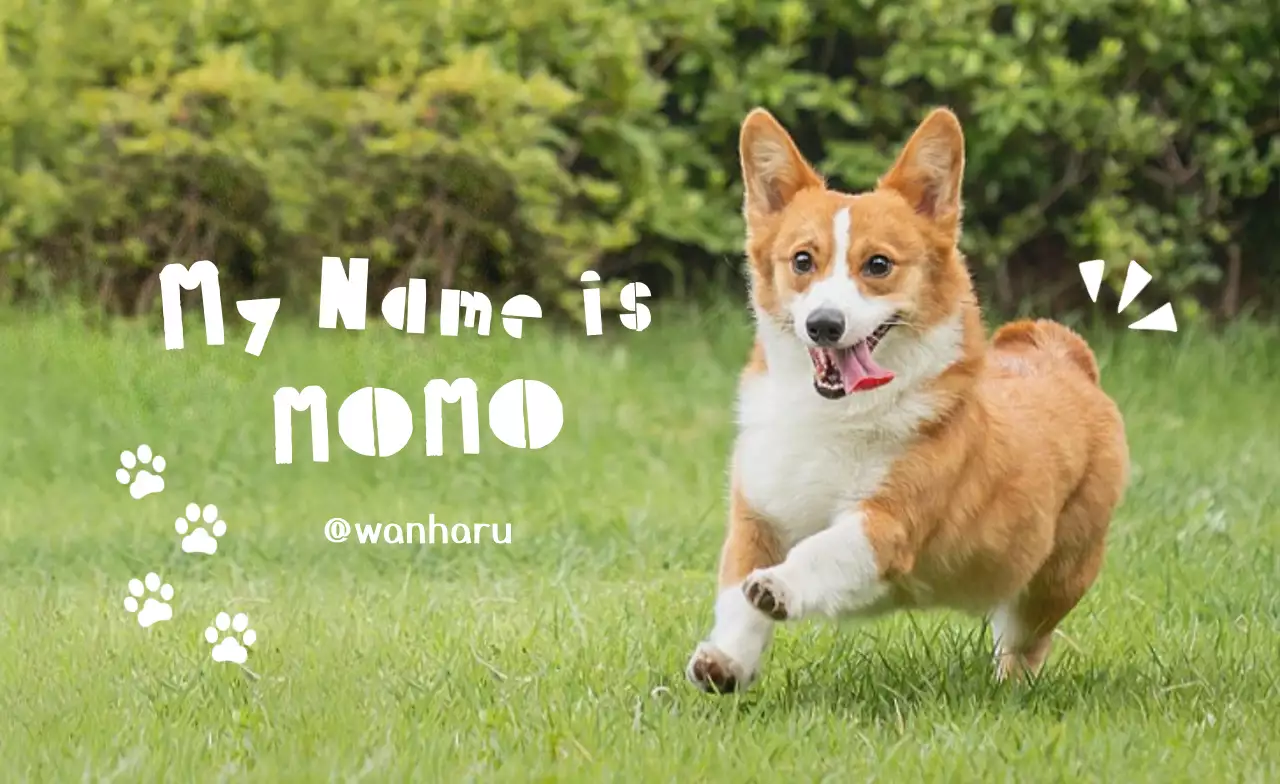 緑 かわいい 名刺 動物の写真