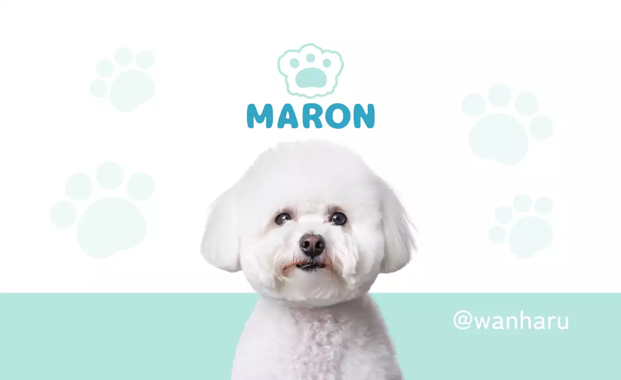 白 かわいい ペット ポスター 動物の写真