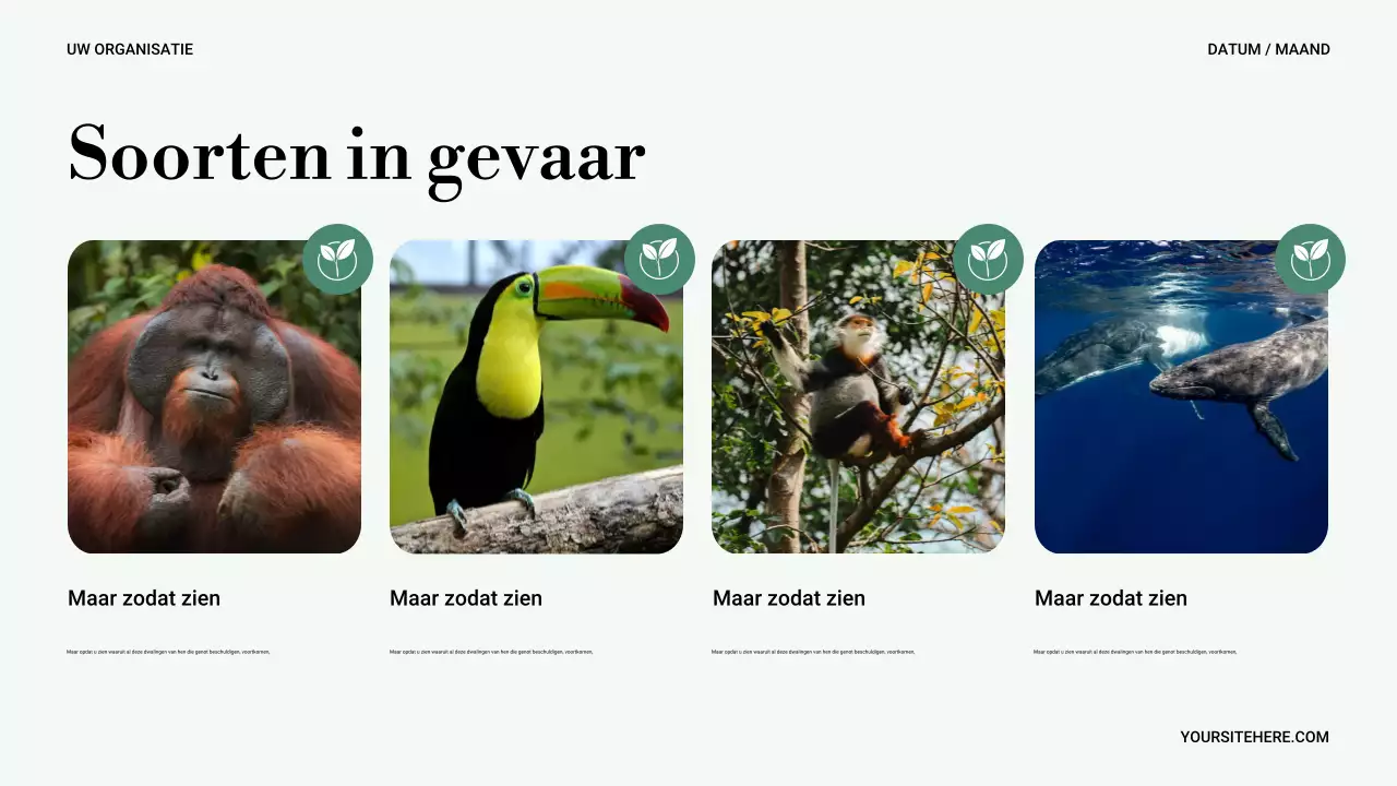 Groene Minimale Natuur Presentatie