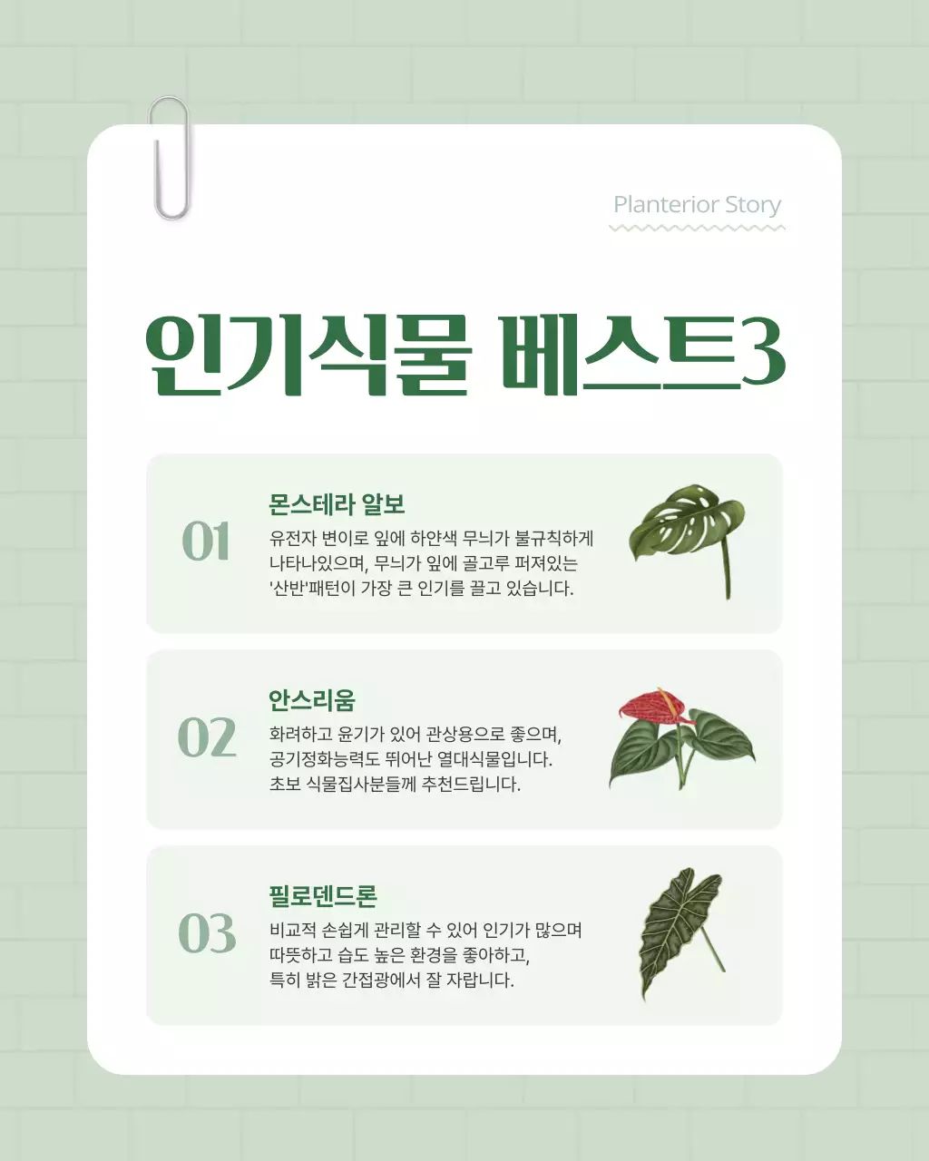 초록색과 흰색의 아기자기한 플랜테리어 홍보
