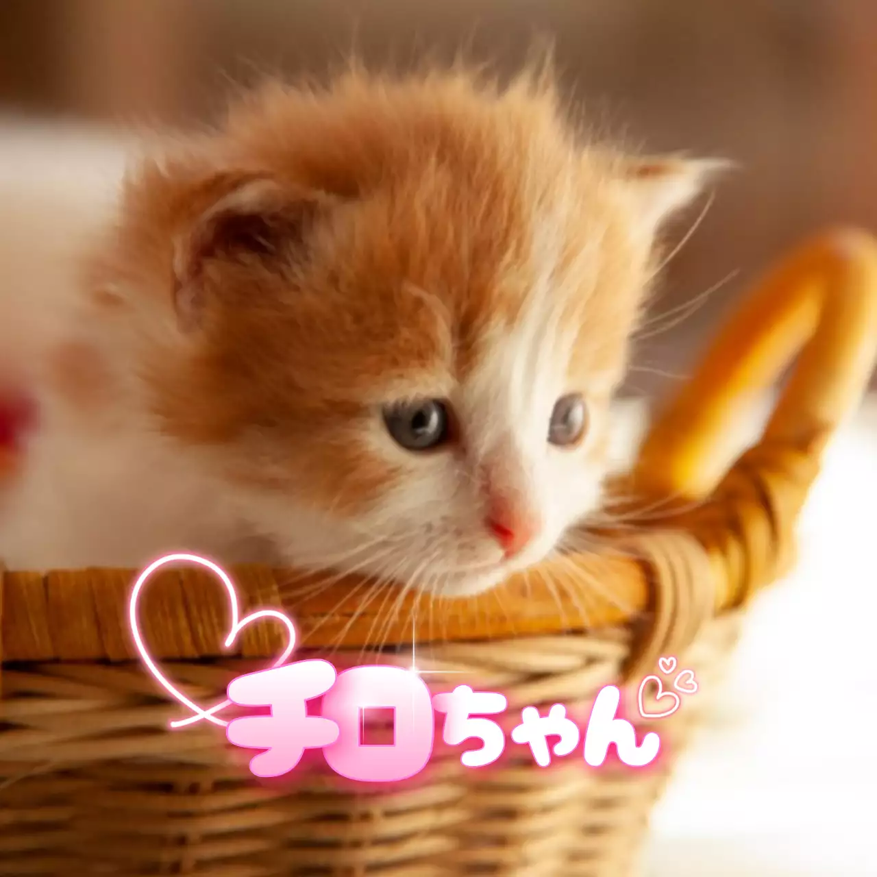 ピンク かわいい ペット