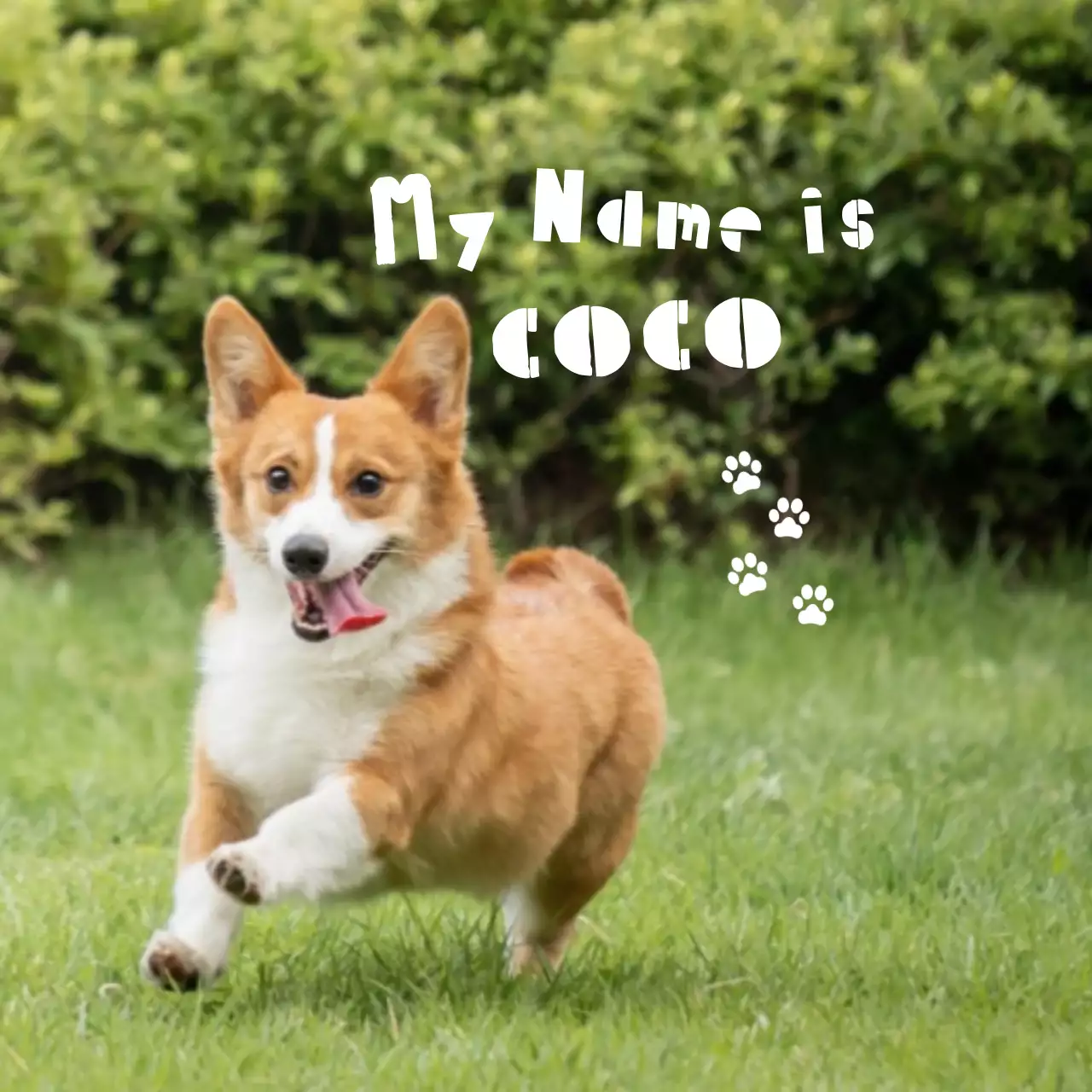 緑 かわいい ペット