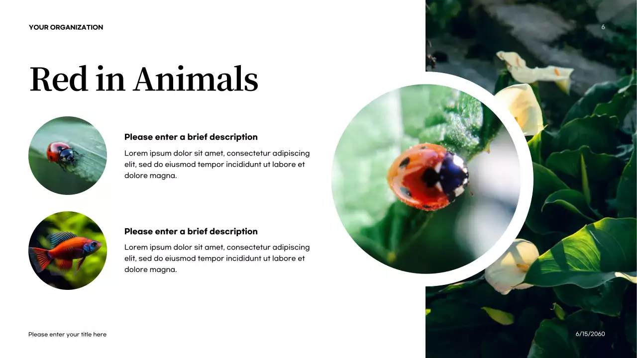 Orange Abstract Colors in Nature Introduction Presentation