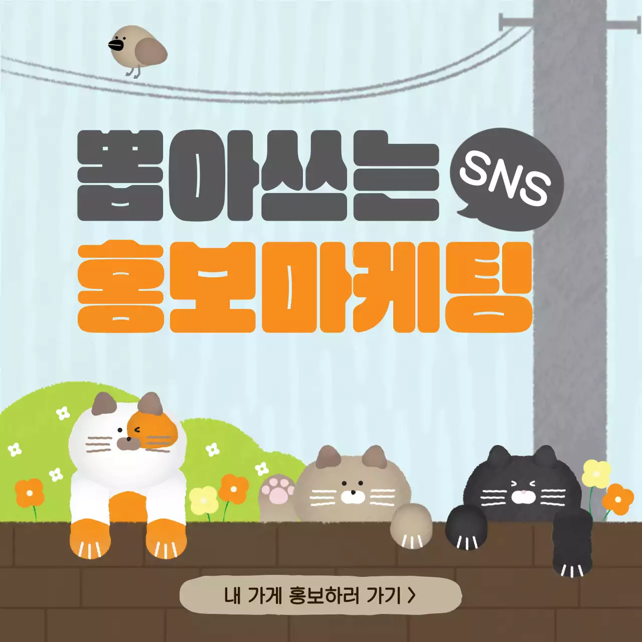 고양이 카드뉴스