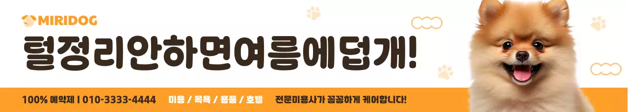 주황 심플 반려동물 광고