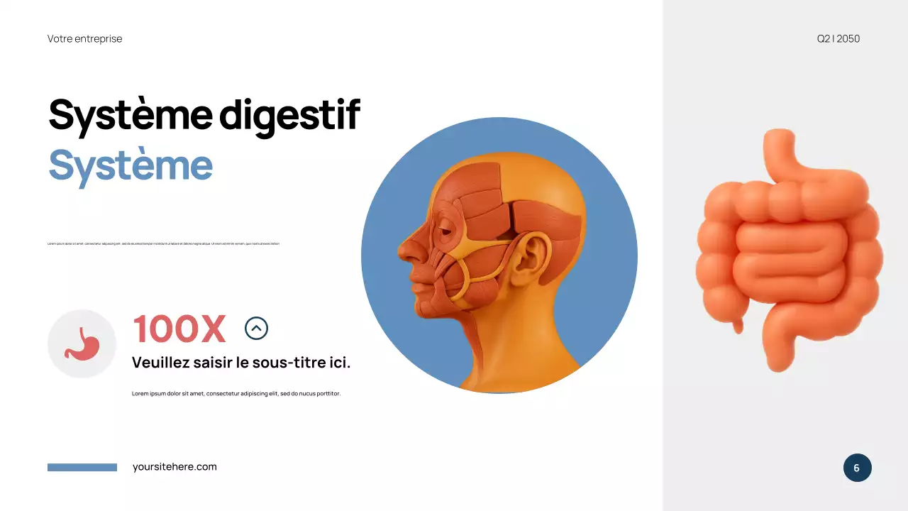 Présentation de l'anatomie moderne bleue