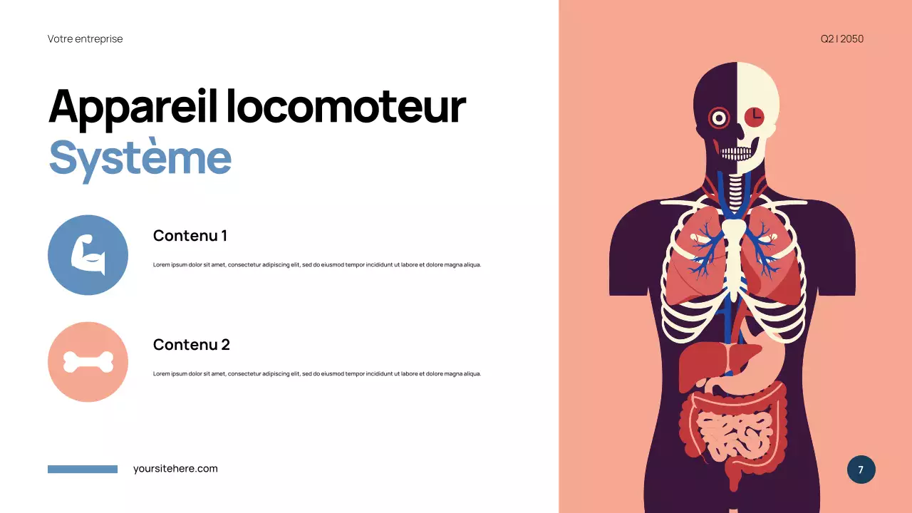 Présentation de l'anatomie moderne bleue