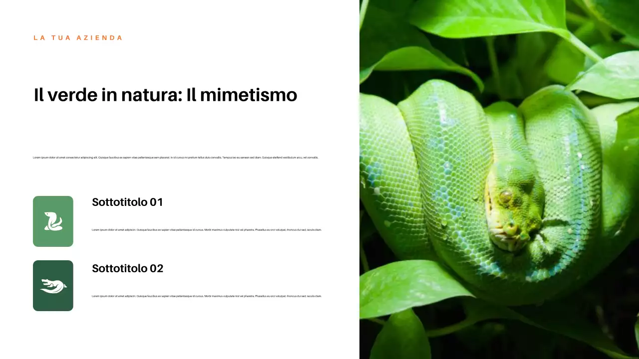 Presentazione della natura estetica rossa