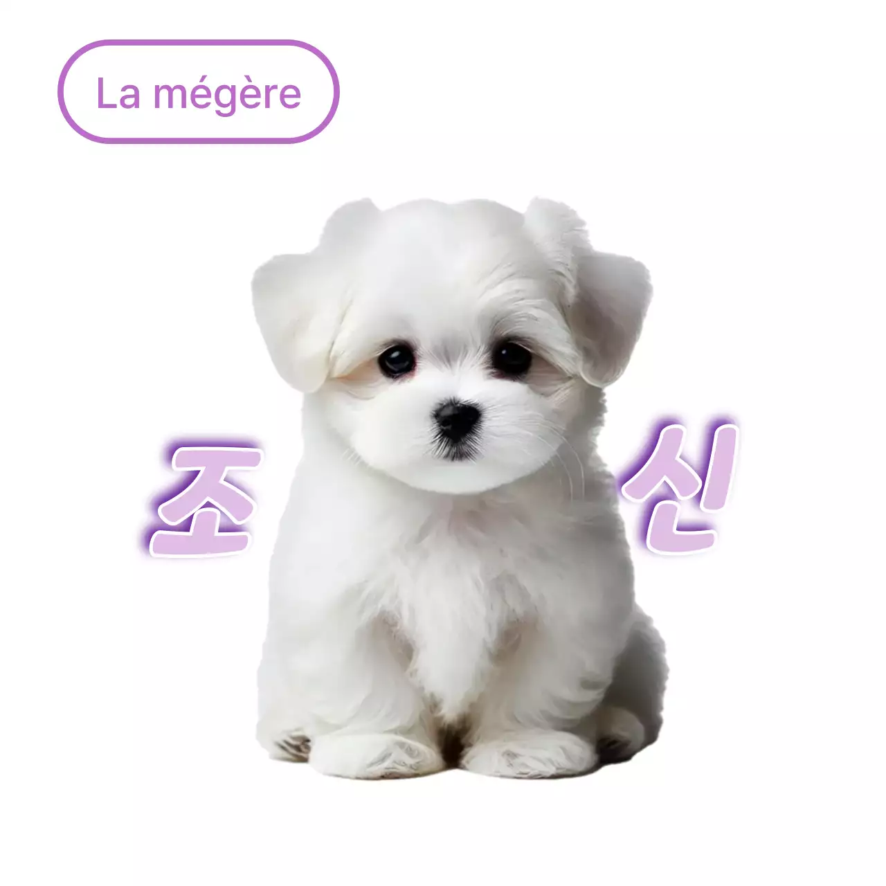 Mème d'animal de compagnie blanc et mignon