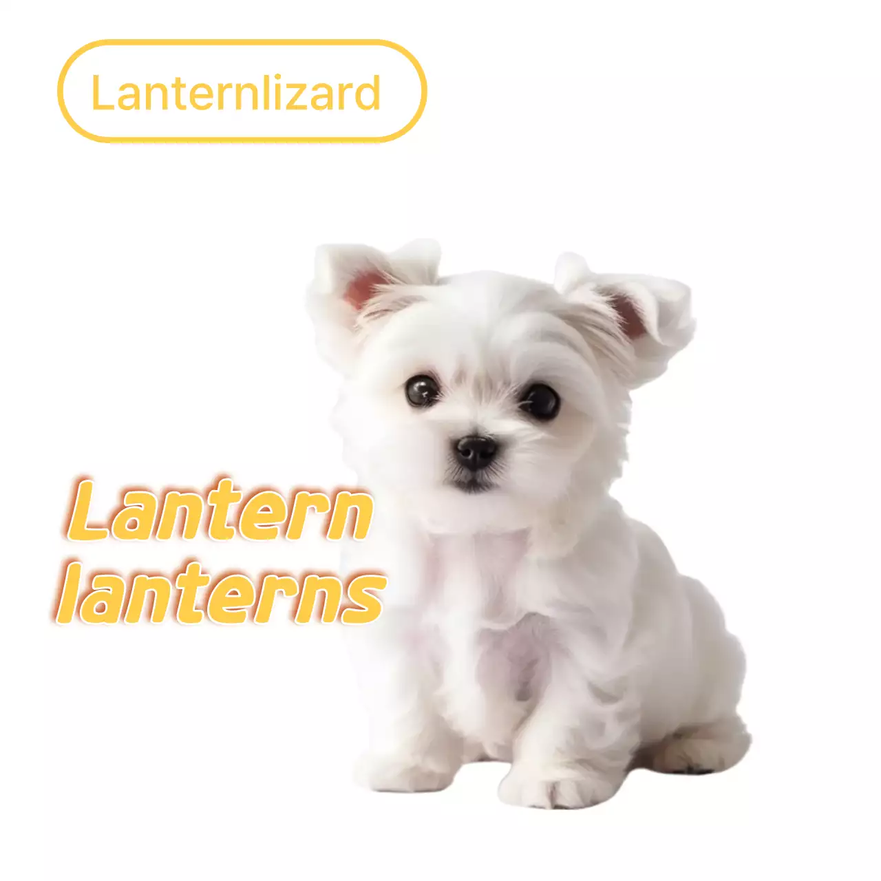 Meme hewan peliharaan lucu berwarna putih