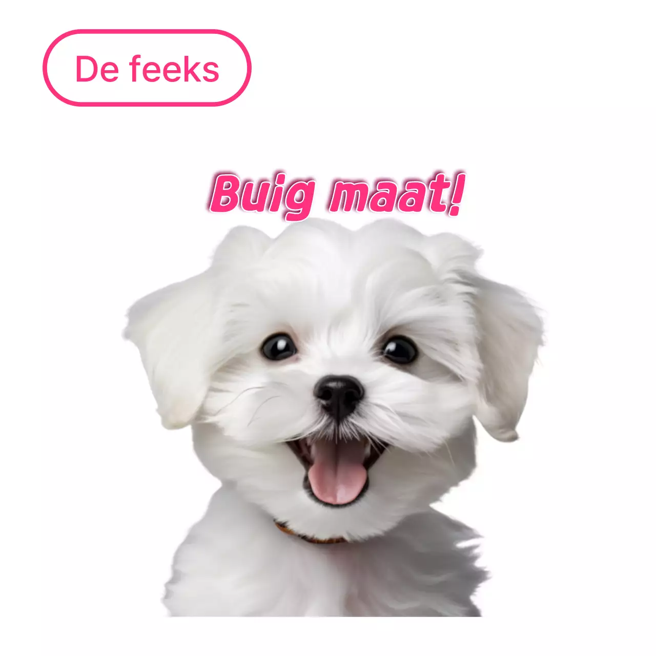 Witte schattige huisdiermeme