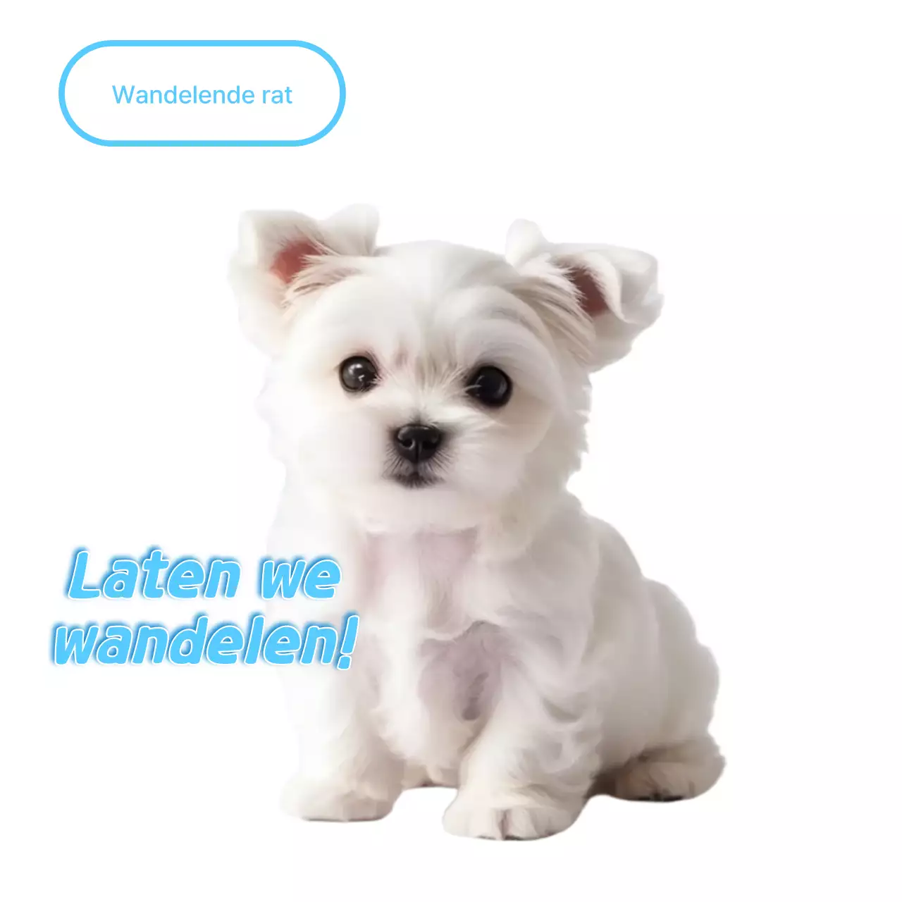 Witte schattige huisdiermeme