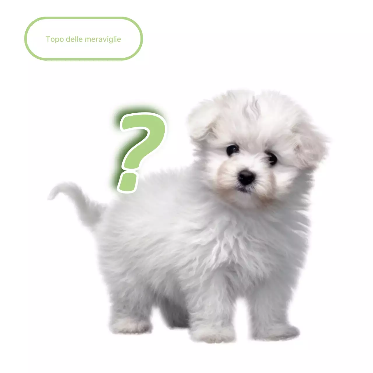 Meme di un animale domestico bianco e carino