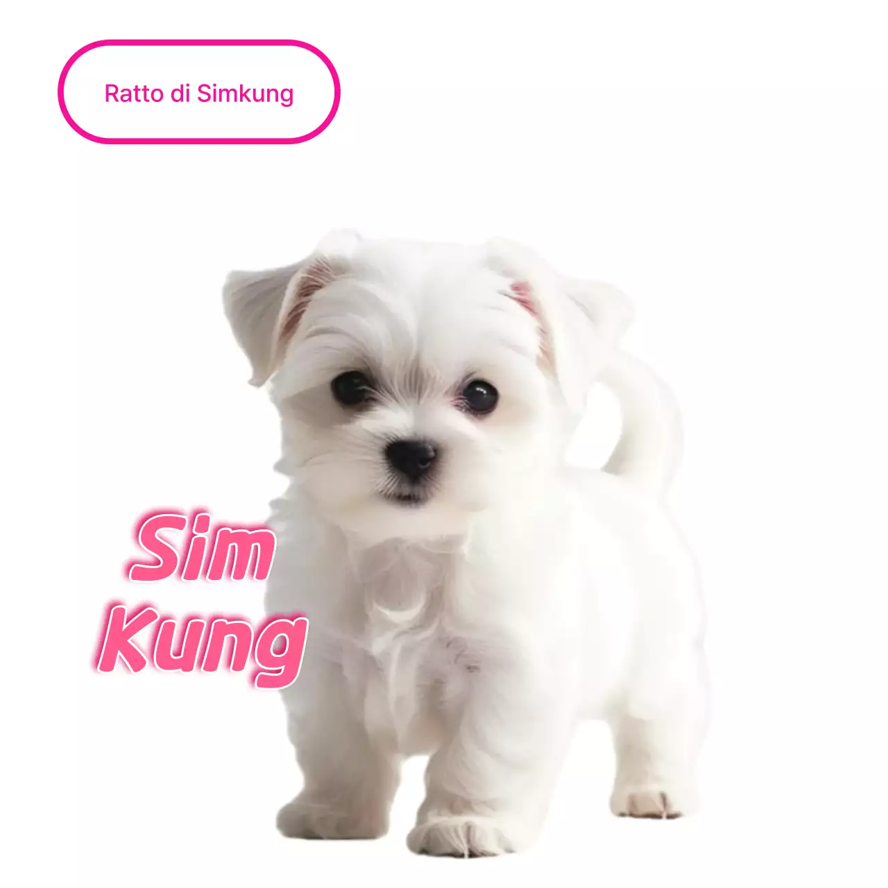 Meme di un animale domestico bianco e carino