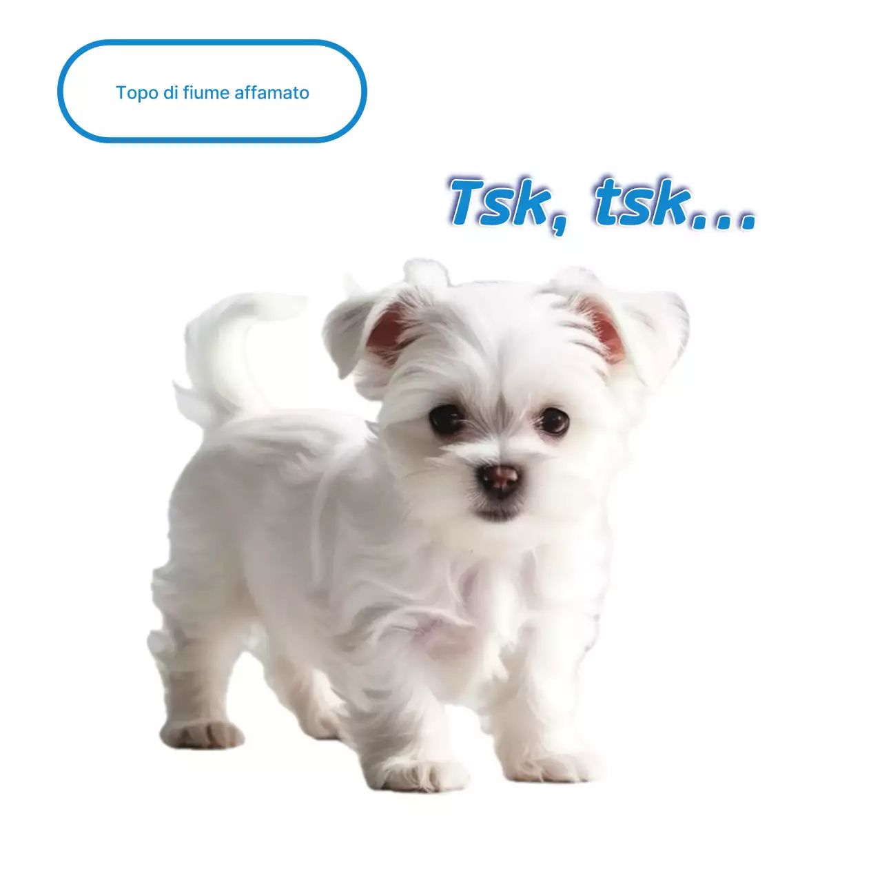 Meme di un animale domestico bianco e carino