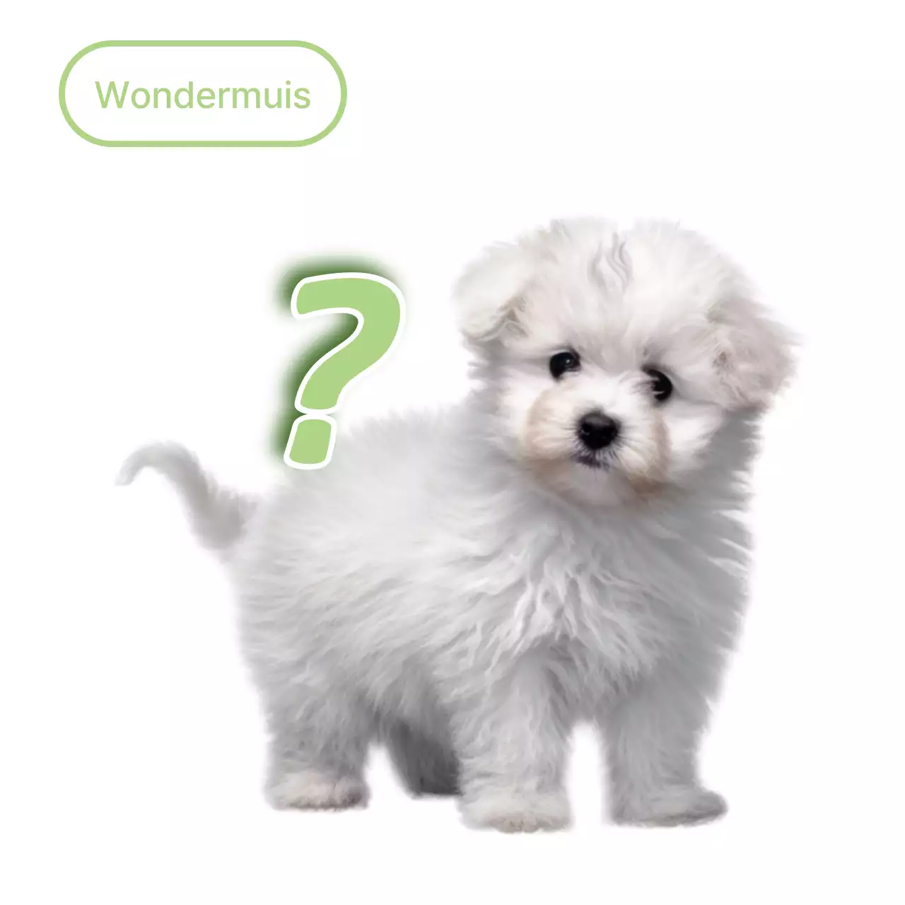 Witte schattige huisdiermeme