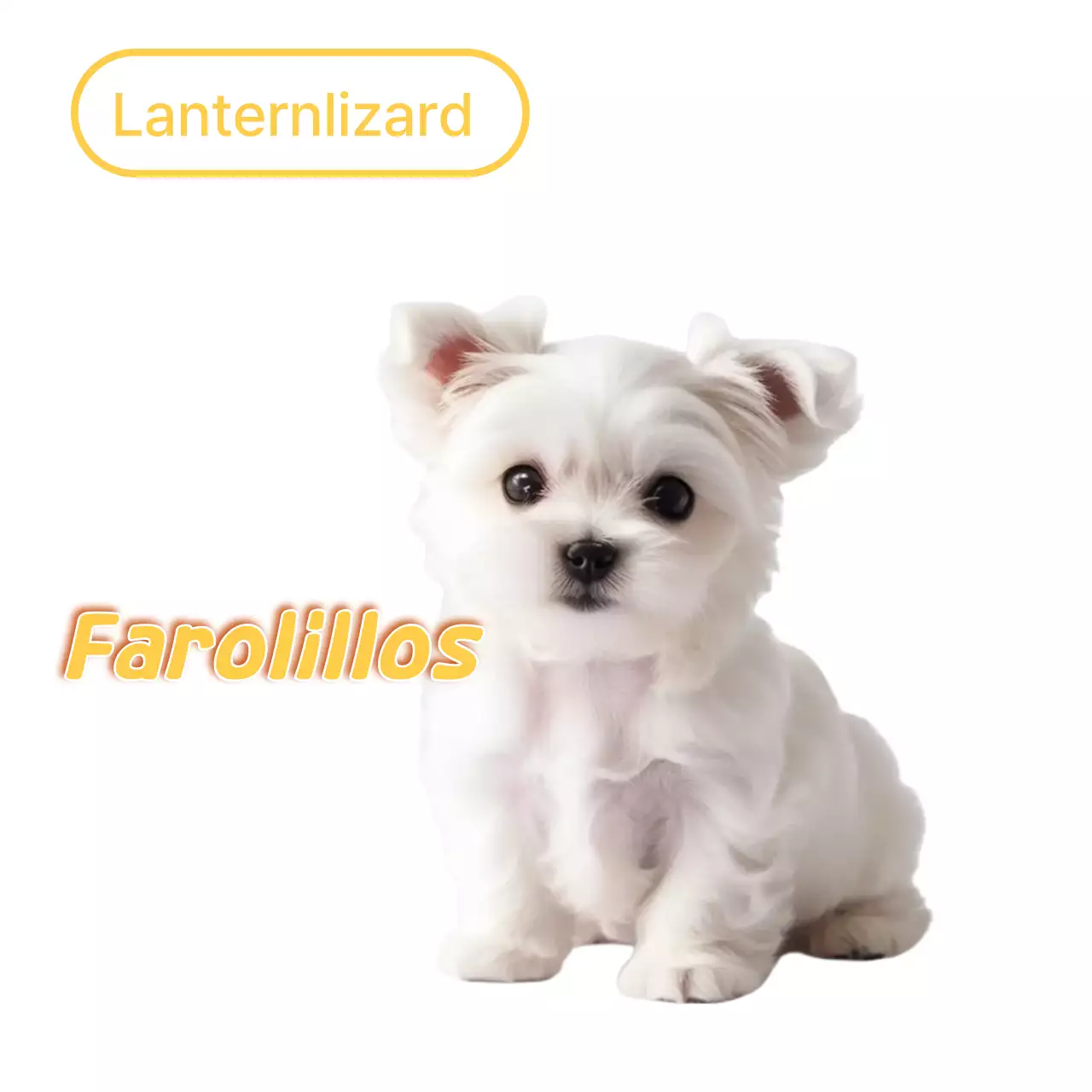 Meme de mascota linda blanca