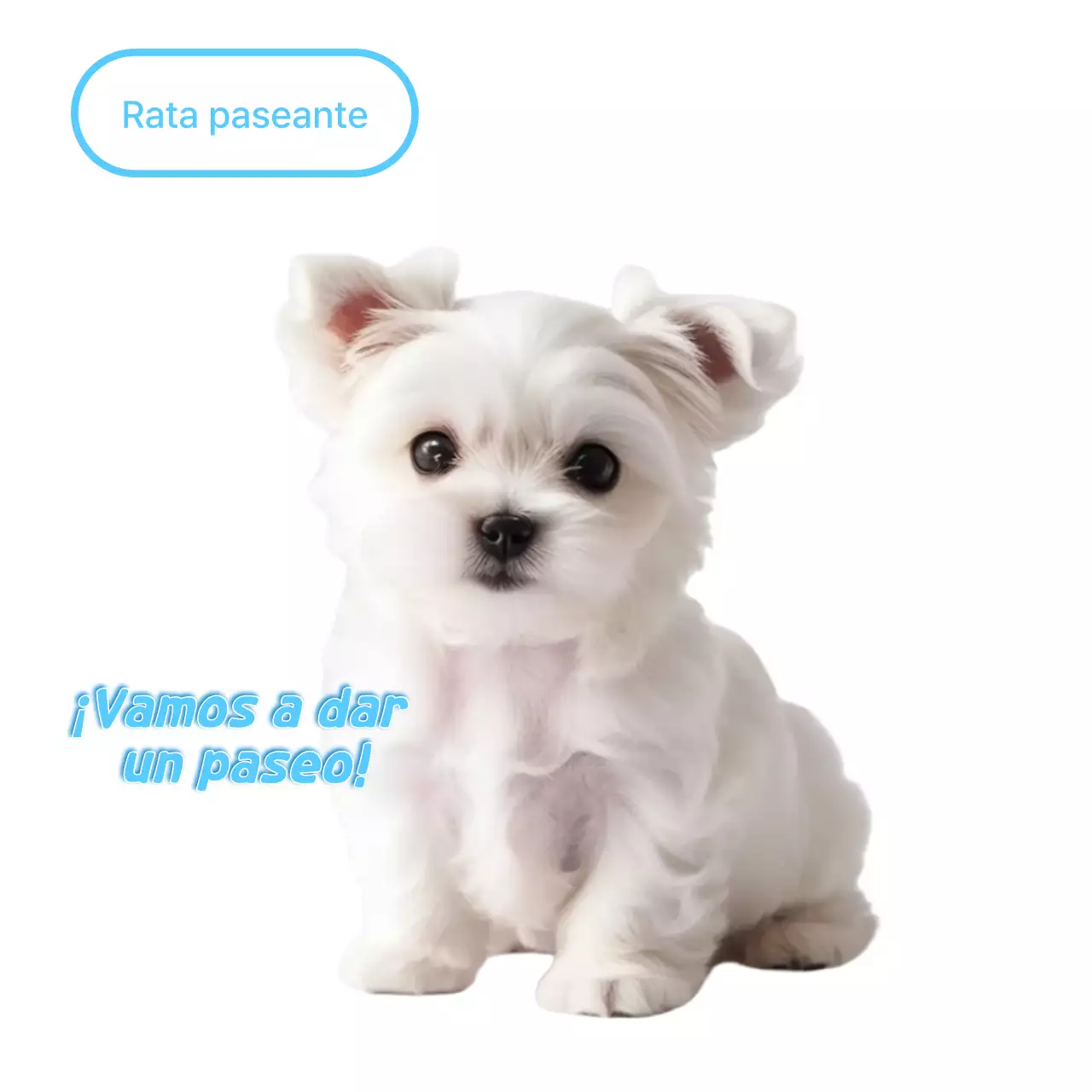 Meme de mascota linda blanca