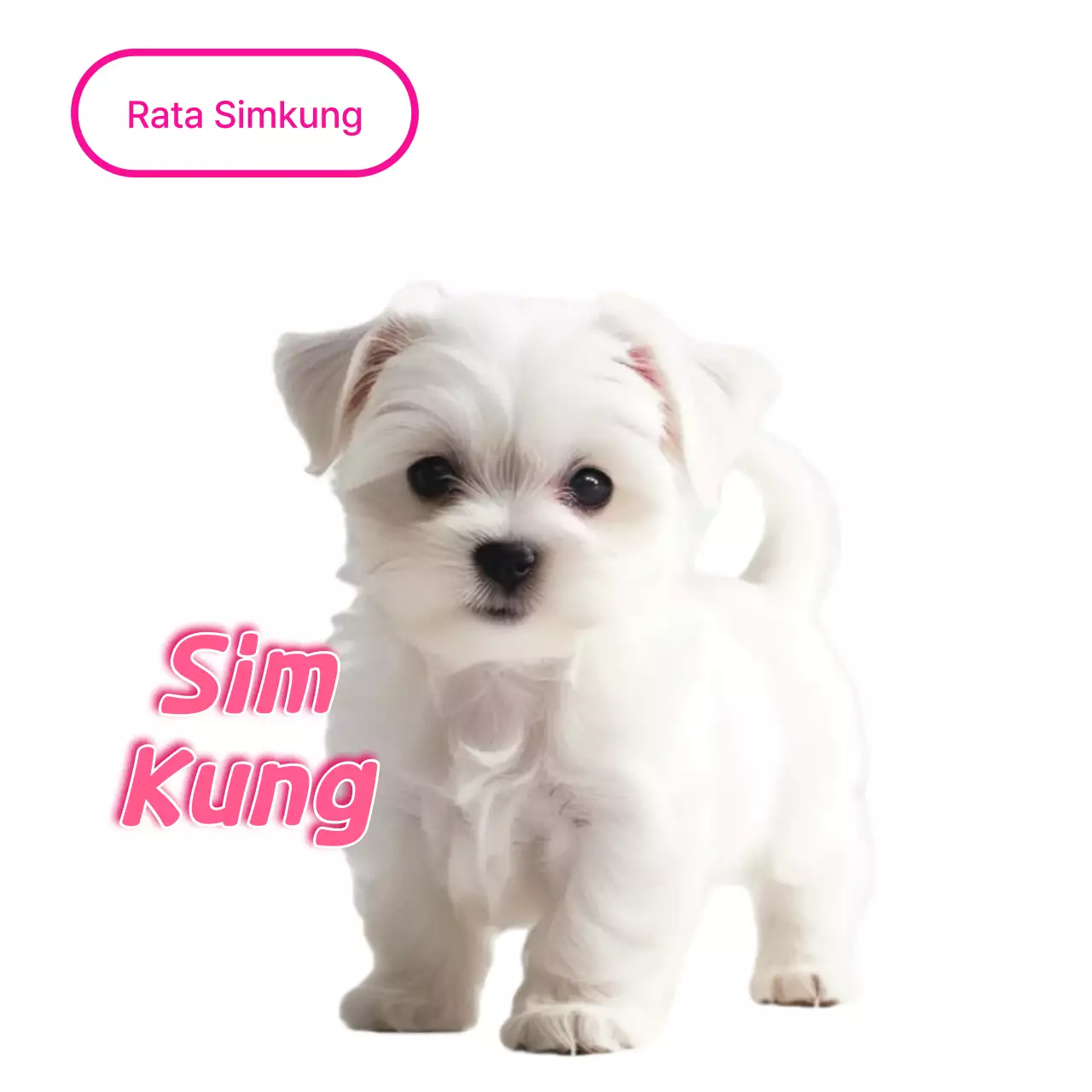 Meme de mascota linda blanca