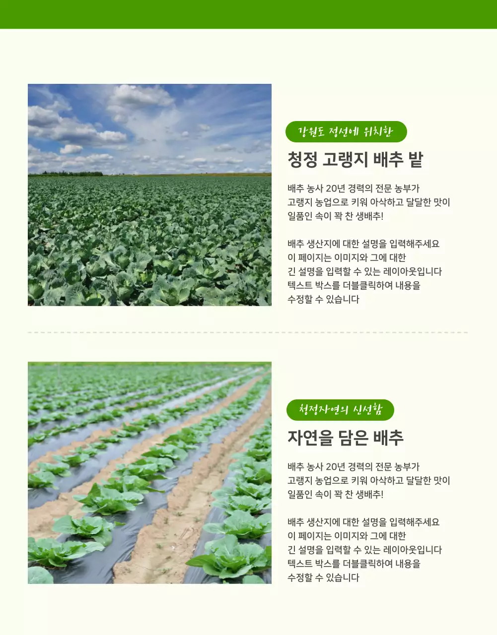 초록색과 연두색의 기본적인 배추 판매 홍보