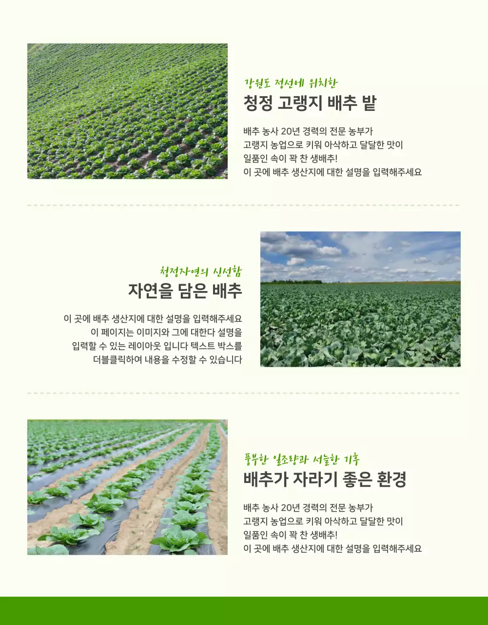 초록색과 연두색의 기본적인 배추 판매 홍보